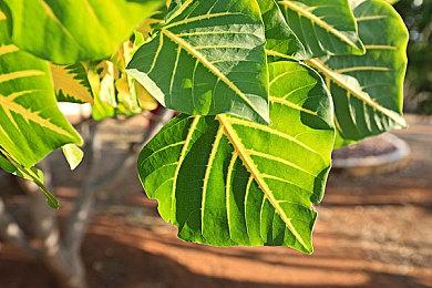 FC名作《起义团结》登陆steam 16人合作弹幕生存